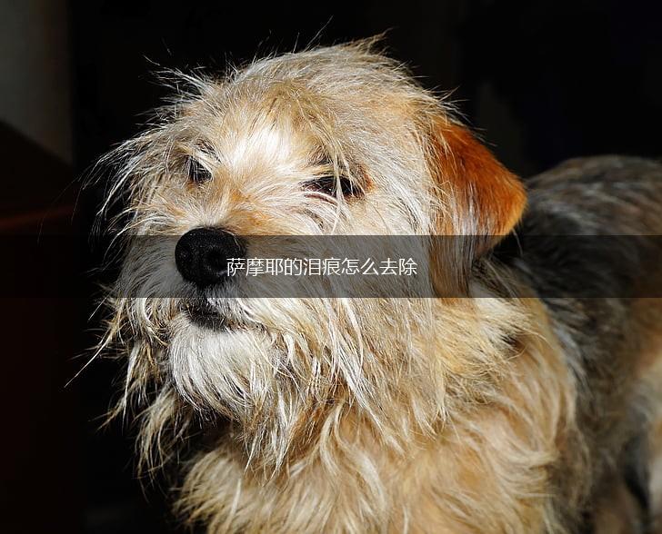 萨摩耶的泪痕怎么去除,第1张