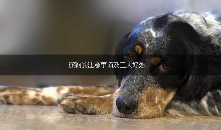 遛狗的注意事项及三大好处,第1张