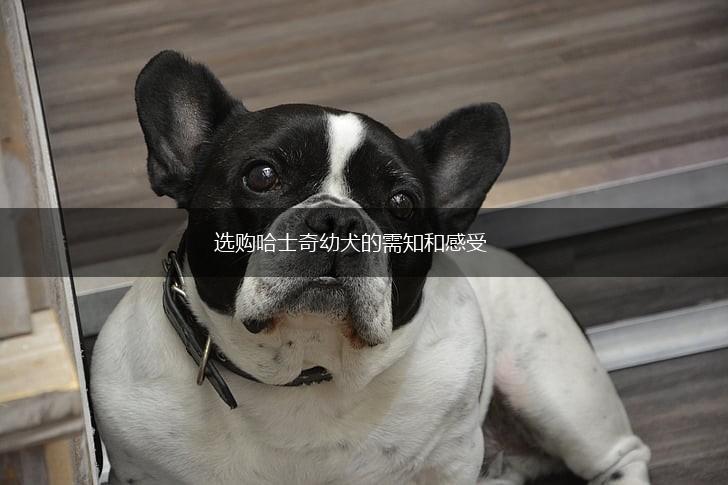 选购哈士奇幼犬的需知和感受,第1张