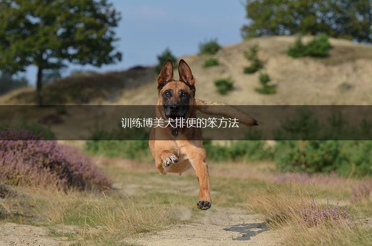 训练博美犬排便的笨方法,第1张