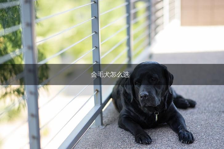 金毛犬怎么选,第1张