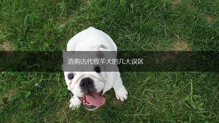 选购古代牧羊犬的几大误区,第1张