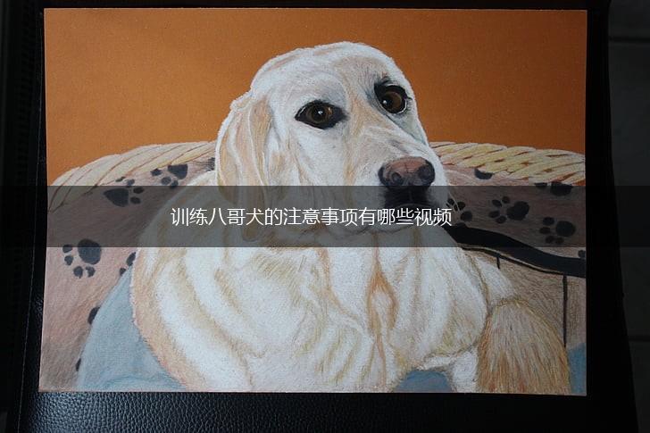 训练八哥犬的注意事项有哪些视频,第1张