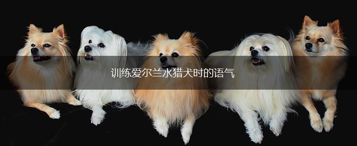 训练爱尔兰水猎犬时的语气,第1张 训练爱尔兰水猎犬时的语气,第1张