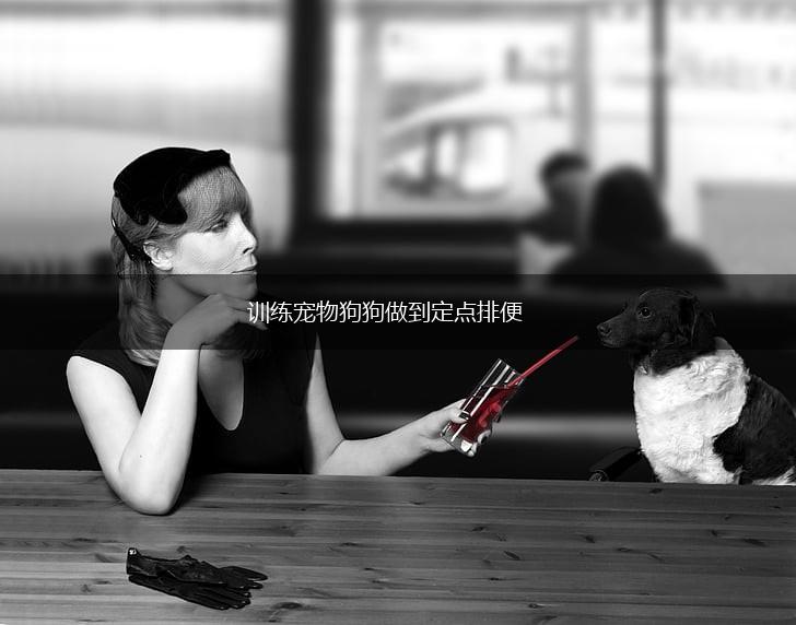 训练宠物狗狗做到定点排便,第1张