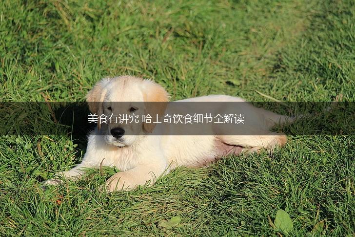 美食有讲究 哈士奇饮食细节全解读,第1张