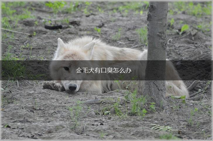 金毛犬有口臭怎么办,第1张