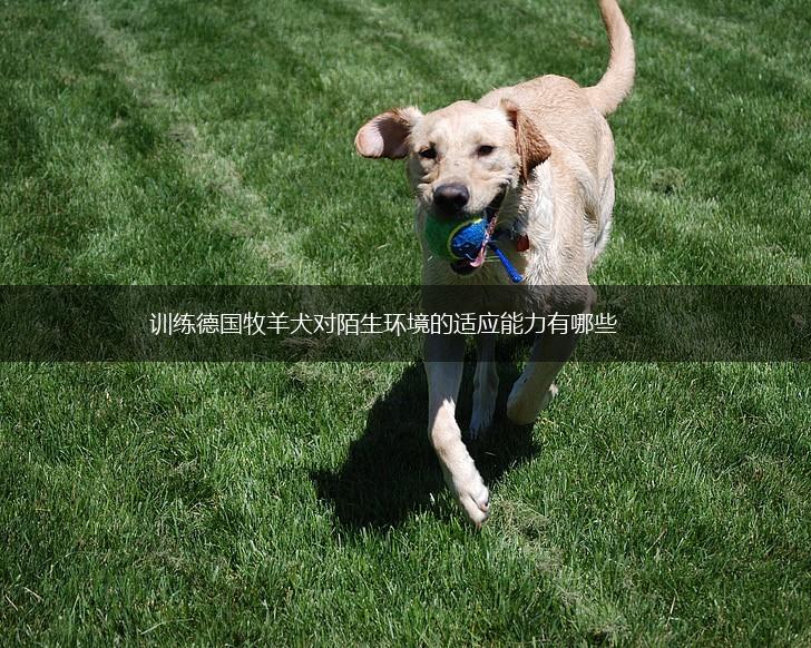 训练德国牧羊犬对陌生环境的适应能力有哪些,第1张