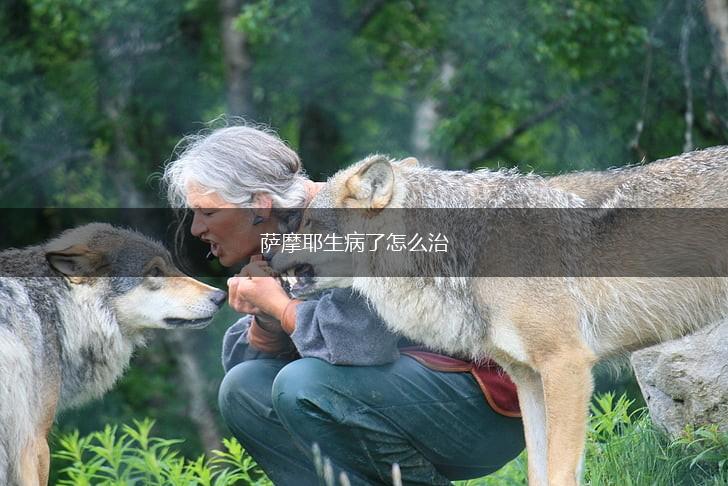 萨摩耶生病了怎么治,第1张