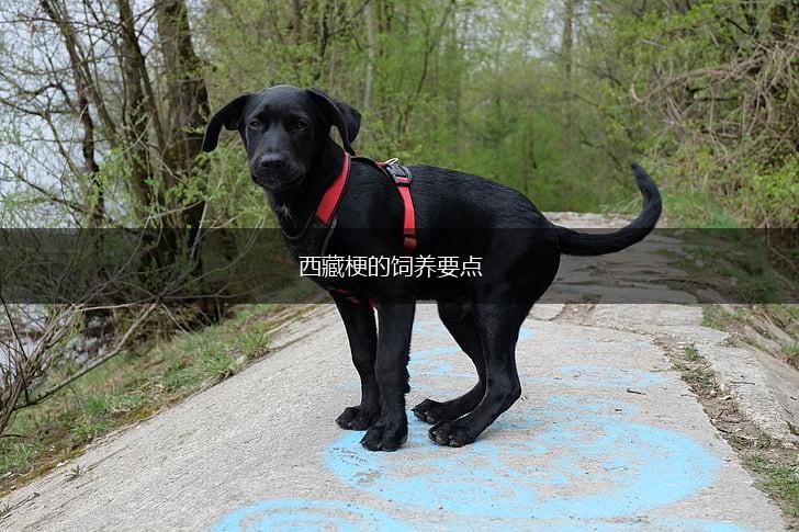 西藏梗的饲养要点,第1张 西藏梗的饲养要点,第1张