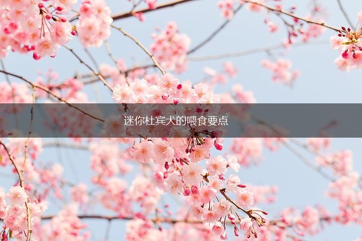 迷你杜宾犬的喂食要点,第1张