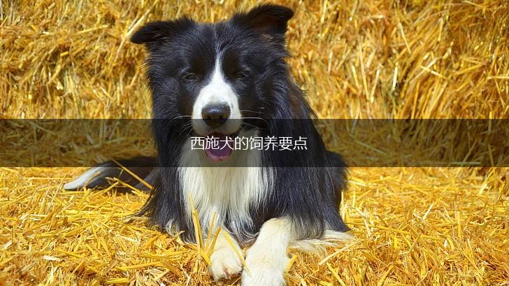 西施犬的饲养要点,第1张