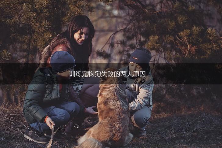 训练宠物狗失败的两大原因,第1张