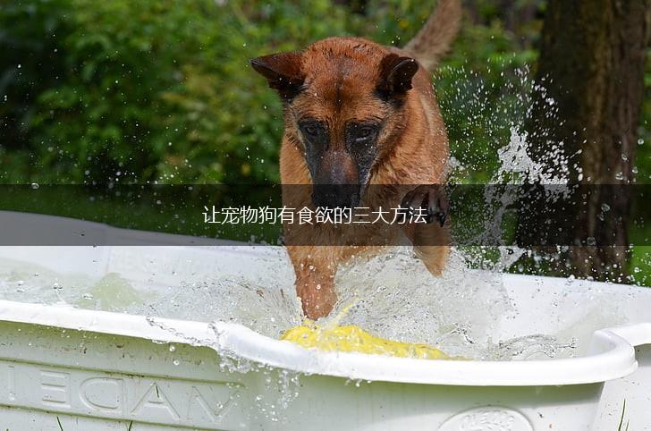 让宠物狗有食欲的三大方法,第1张 让宠物狗有食欲的三大方法,第1张