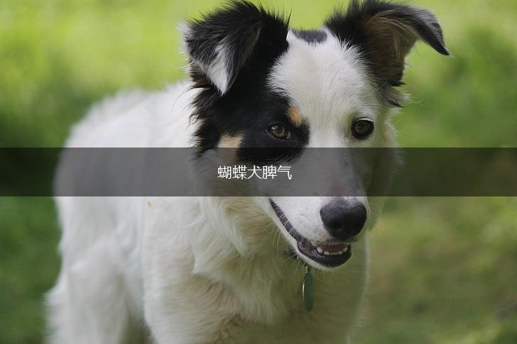 蝴蝶犬脾气,第1张