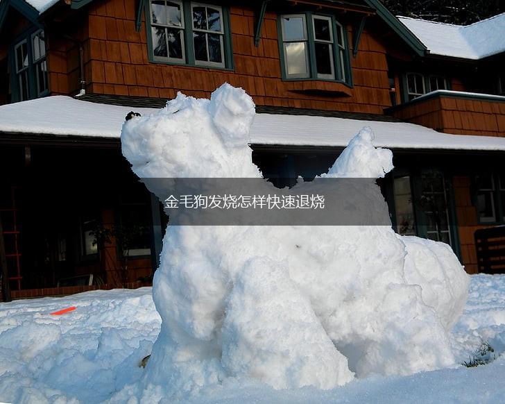 金毛狗发烧怎样快速退烧,第1张