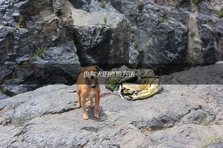 贵宾犬的修剪方法,第1张 贵宾犬的修剪方法,第1张