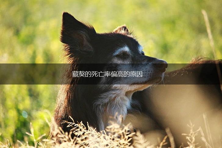 藏獒的死亡率偏高的原因,第1张