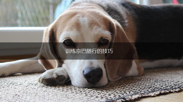 训练京巴随行的技巧,第1张