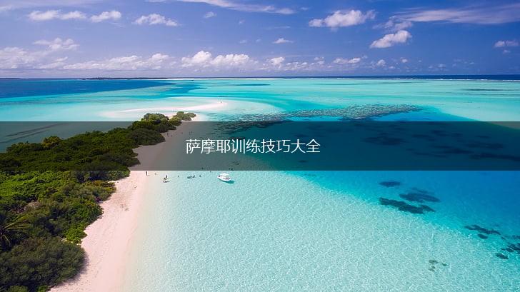 萨摩耶训练技巧大全,第1张 萨摩耶训练技巧大全,第1张