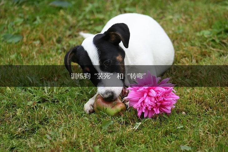 训练狗“装死”和“转弯”,第1张