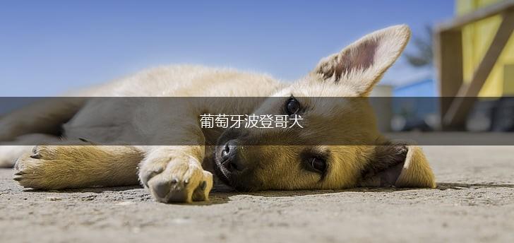 葡萄牙波登哥犬,第1张