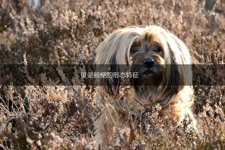 贝灵顿梗的形态特征,第1张