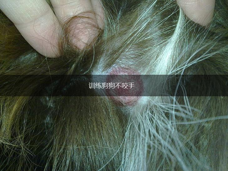 训练狗狗不咬手,第1张