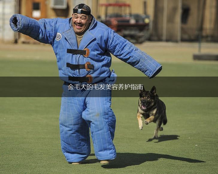 金毛犬的毛发美容养护指南,第1张