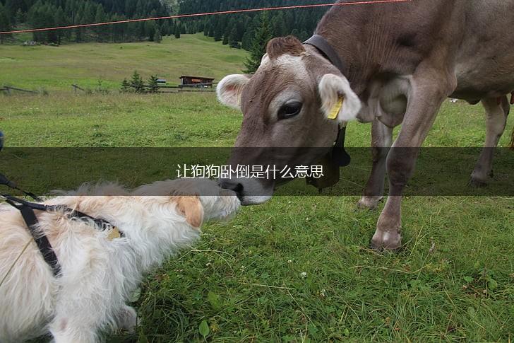 让狗狗卧倒是什么意思,第1张 让狗狗卧倒是什么意思,第1张