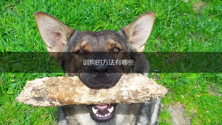 训狗的方法有哪些,第1张