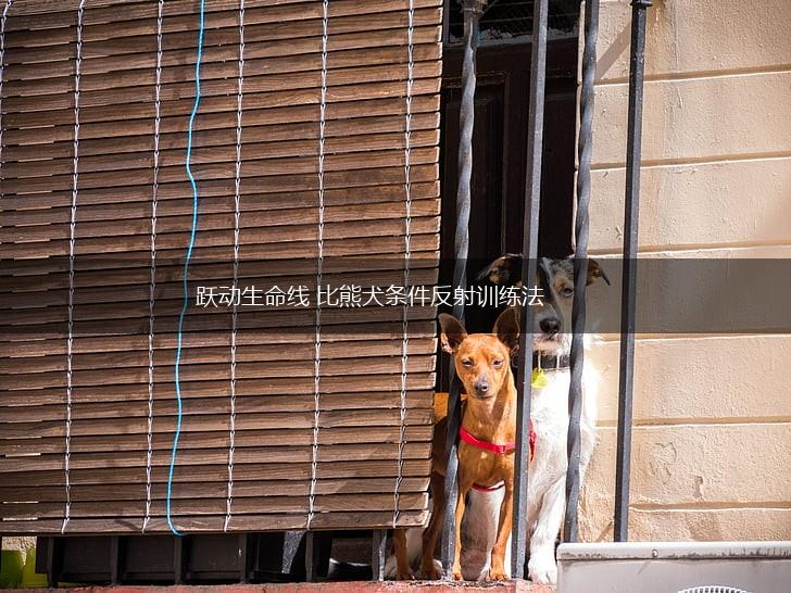 跃动生命线 比熊犬条件反射训练法,第1张