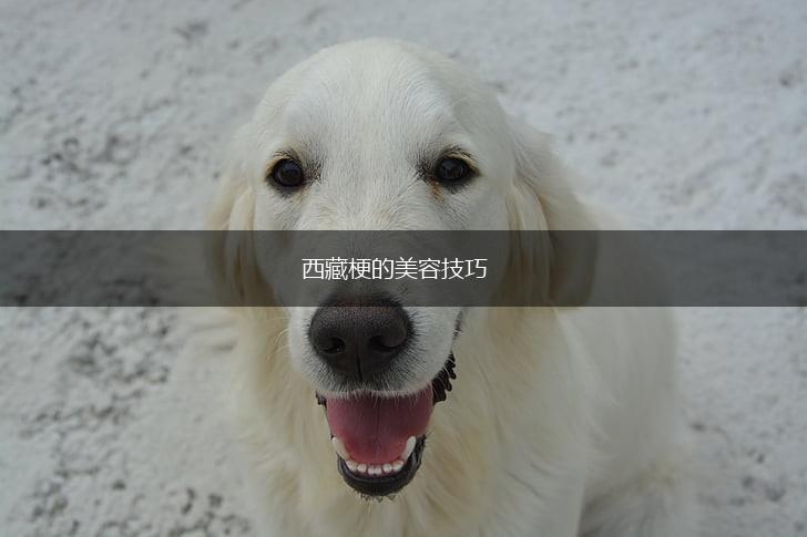 西藏梗的美容技巧,第1张