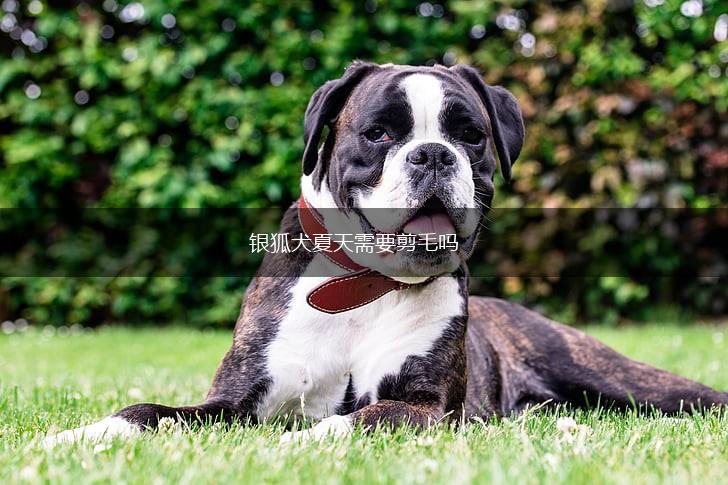 银狐犬夏天需要剪毛吗,第1张