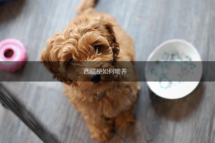 西藏梗如何喂养,第1张