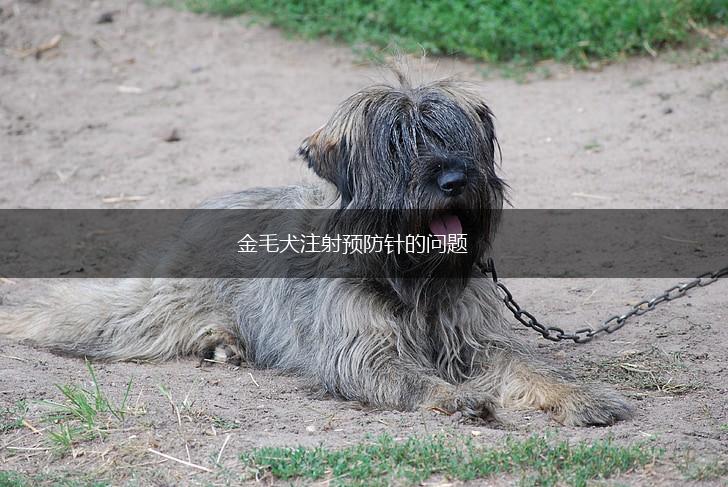 金毛犬注射预防针的问题,第1张 金毛犬注射预防针的问题,第1张