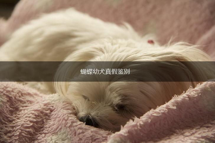 蝴蝶幼犬真假鉴别,第1张