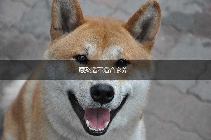 藏獒适不适合家养,第1张 藏獒适不适合家养,第1张