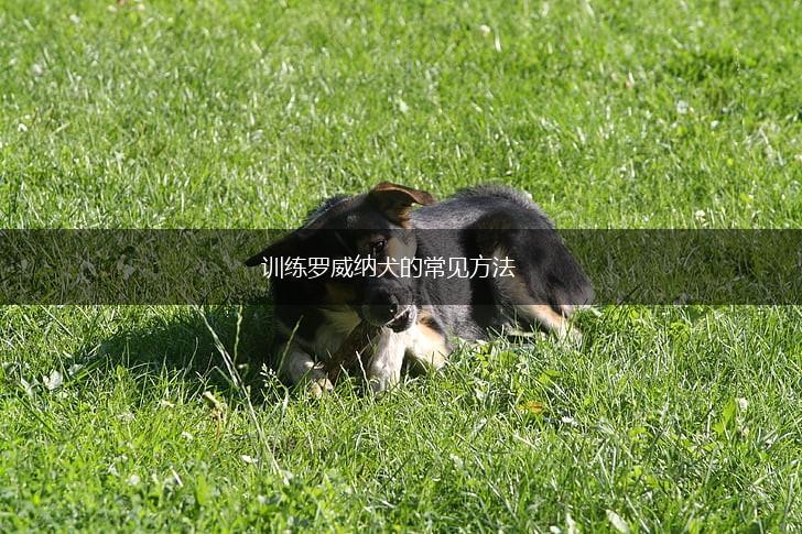 训练罗威纳犬的常见方法,第1张
