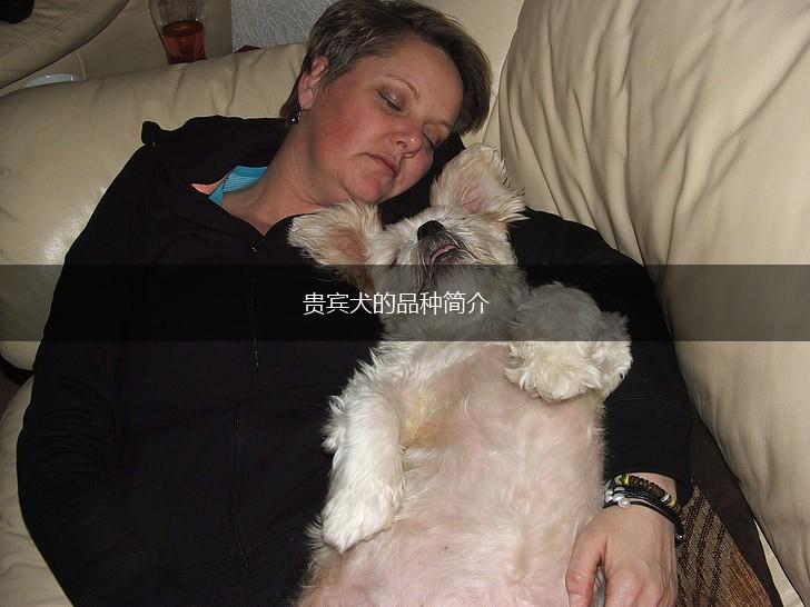 贵宾犬的品种简介,第1张