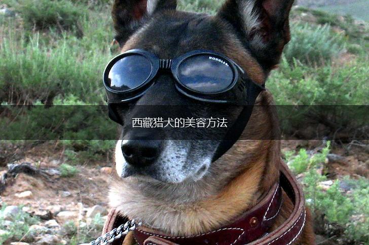 西藏猎犬的美容方法,第1张