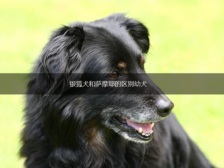 银狐犬和萨摩耶的区别幼犬,第1张