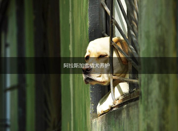 阿拉斯加雪橇犬养护,第1张