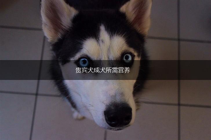 贵宾犬成犬所需营养,第1张