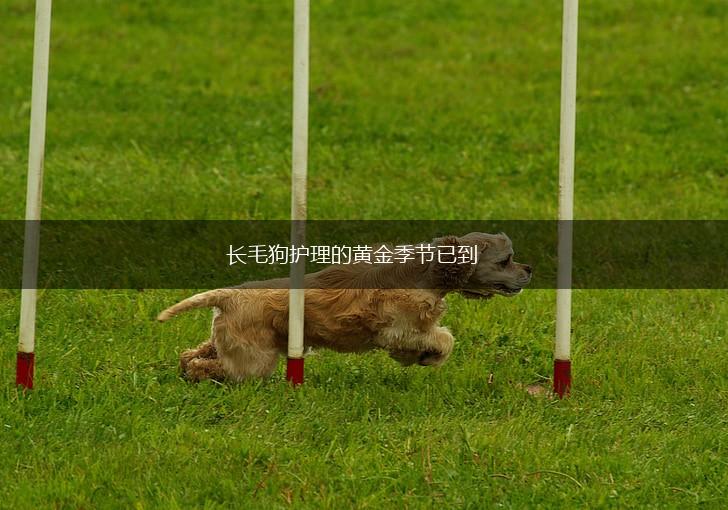 长毛狗护理的黄金季节已到,第1张 长毛狗护理的黄金季节已到,第1张