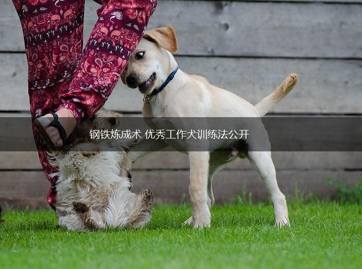 钢铁炼成术 优秀工作犬训练法公开,第1张