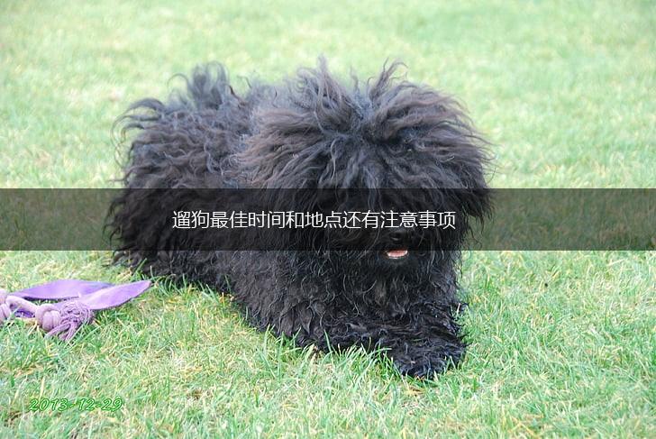 遛狗最佳时间和地点还有注意事项,第1张