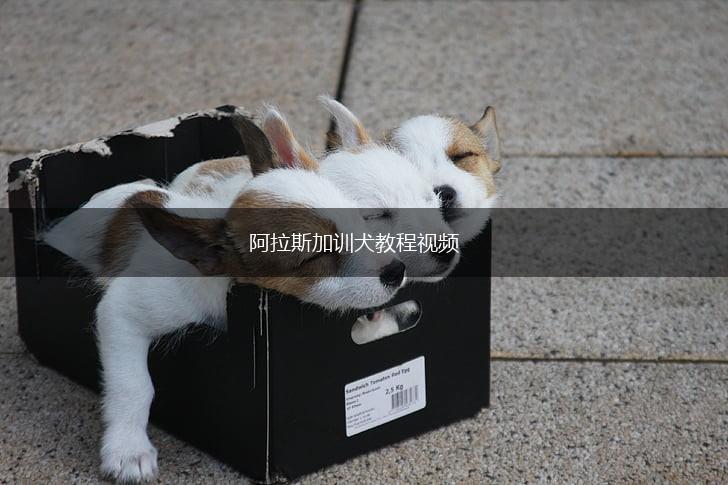 阿拉斯加训犬教程视频,第1张