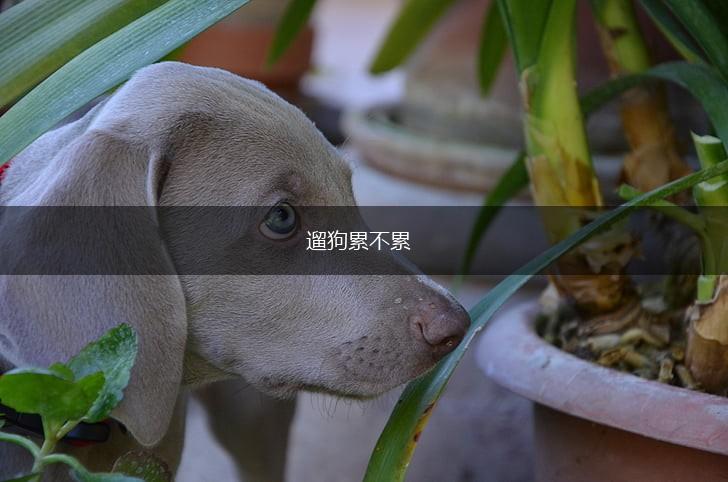 遛狗累不累,第1张