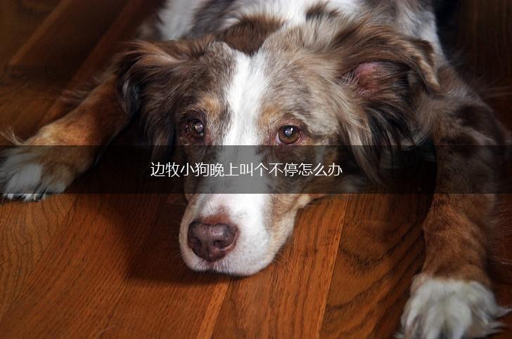 边牧小狗晚上叫个不停怎么办,第1张